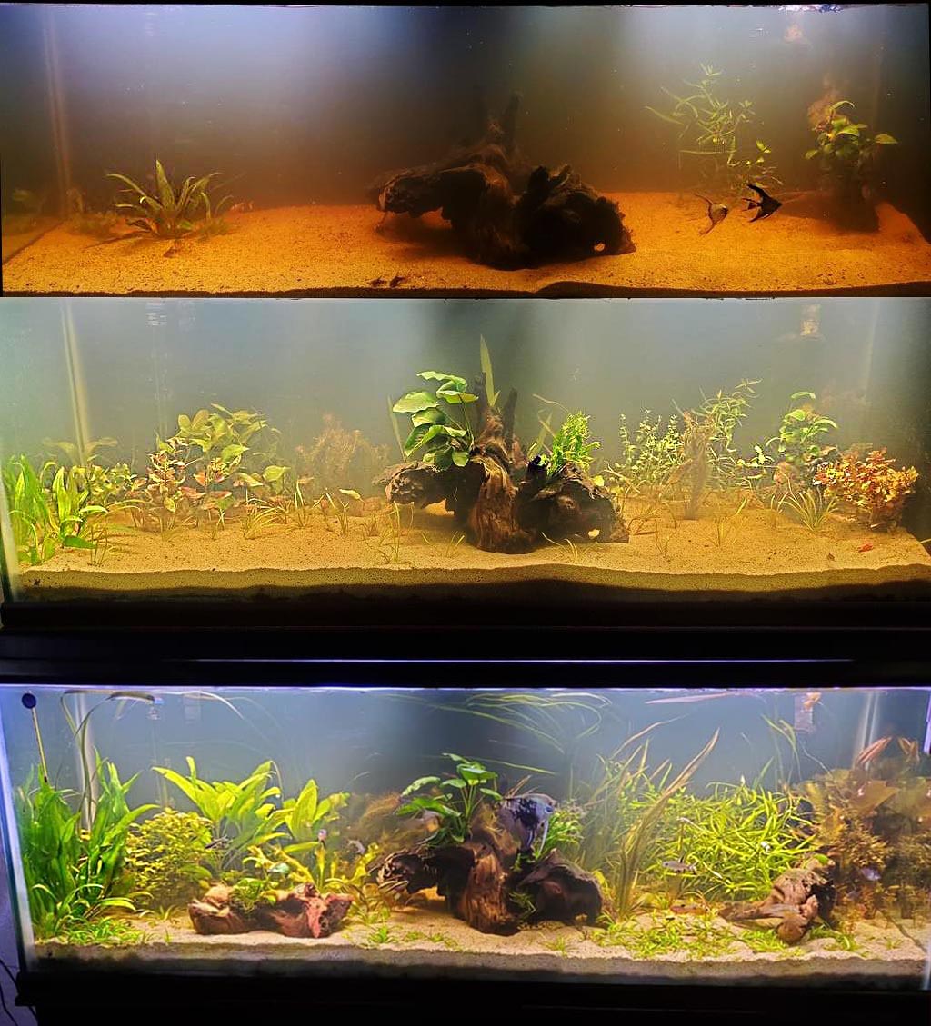 best potting soil for aquarium plants D's Standard Aquarium Plant Combo Plant Pack (BEST VALUE)