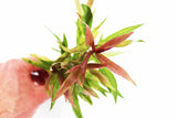 Hygrophila Stricta (Red Stem UNIQUE Plant)