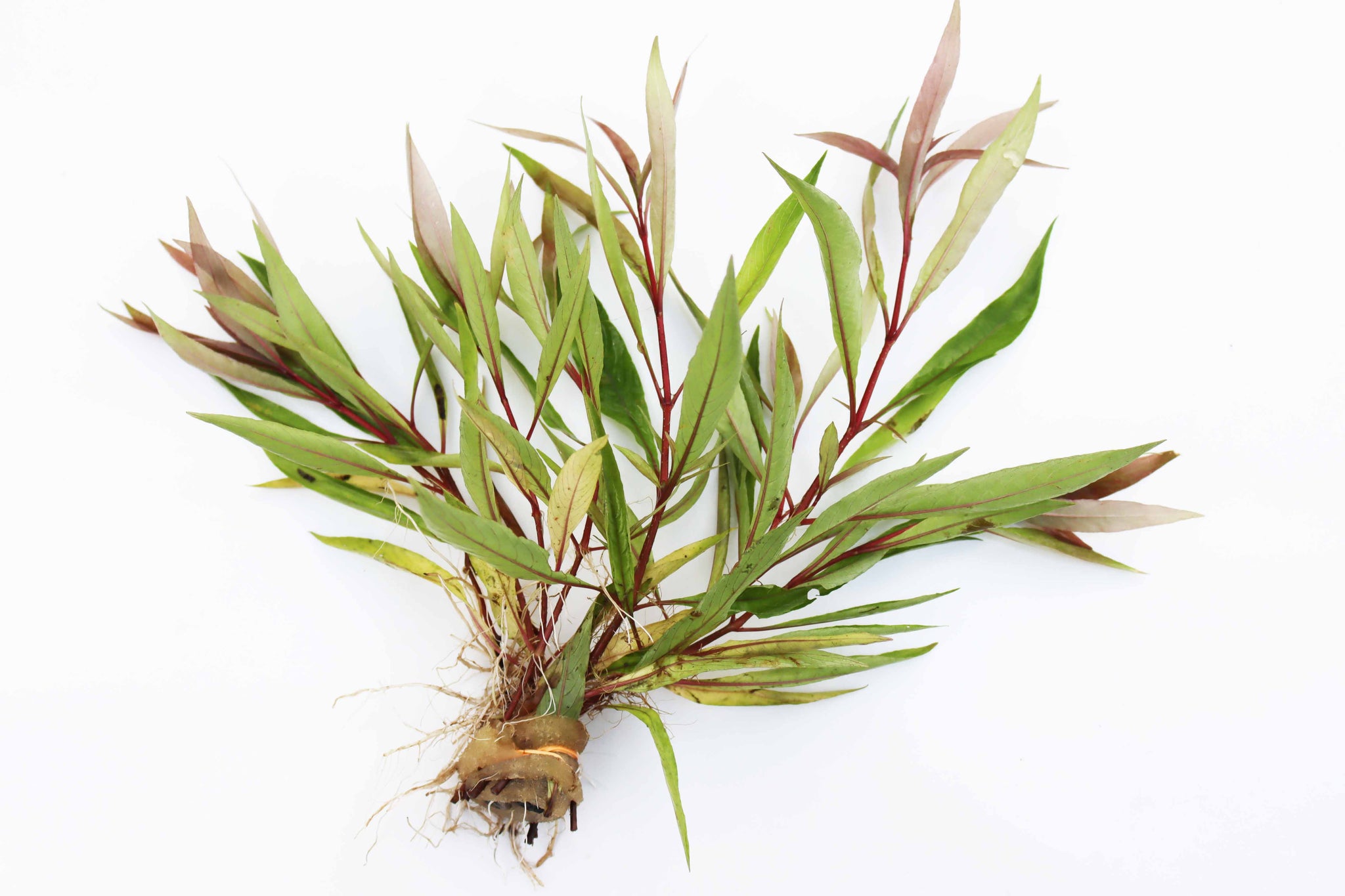 Hygrophila Stricta (Red Stem UNIQUE Plant) – DustinsFishtanks