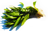 Hygrophila corymbosa 'Parawitota' AMAZING Live Aquarium Plant BF23