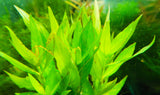 Hygrophila corymbosa 'Parawitota' AMAZING Live Aquarium Plant BF23