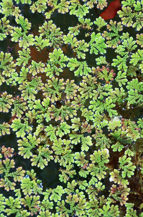 Azolla Untuk Aquarium
