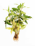 One Portion with 6 stems of this Awesome Hardy Aquarium Plant