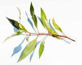 Hygrophila Stricta ( Red Stem UNIQUE Plant) BF25