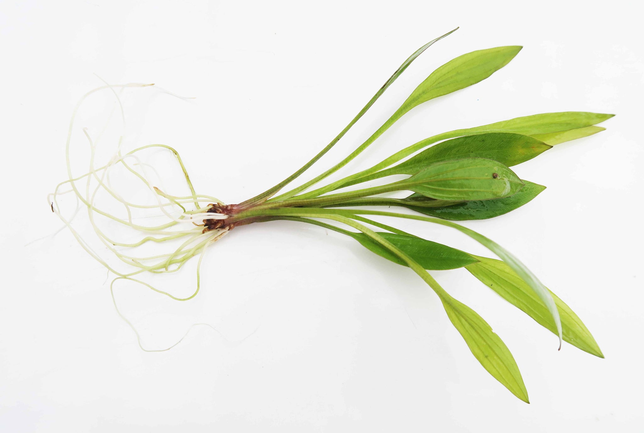 amazon sword plant seeds Random Amazon Sword (BOUND)
