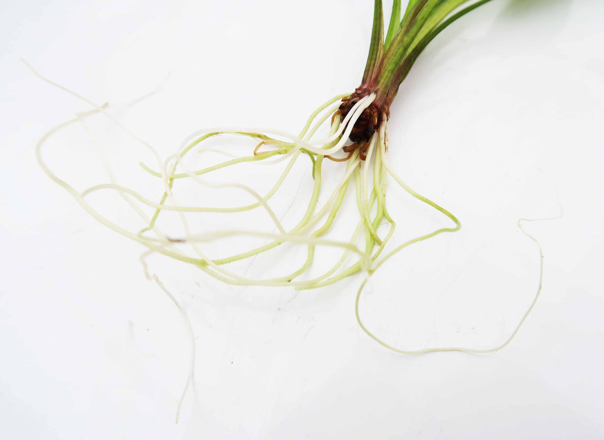 Random Amazon Sword DustinsFishtanks