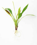 Small Amazon Sword (Great Deal on a Classic Aquarium Plant) (Echinodorus a.) BF23