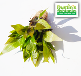 Hygrophila Compact for sale on Dustin's Fishtanks