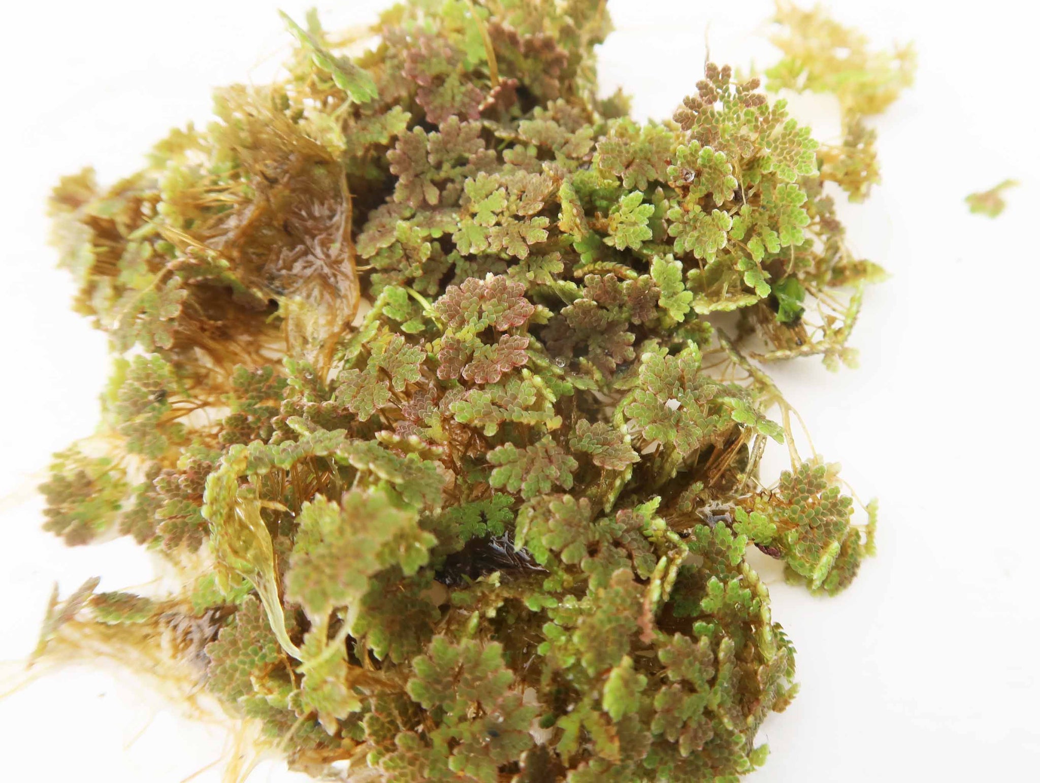Azolla Invasive Species