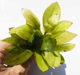 Deep Purple Sword_Echinodorus_Aquarium Plant For Sale