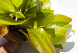 Deep Purple Sword_Echinodorus_Aquarium Plant For Sale