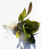 Deep Purple Sword_Echinodorus_Aquarium Plant For Sale