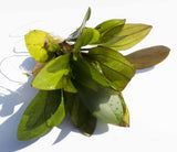Deep Purple Sword_Echinodorus_Aquarium Plant For Sale