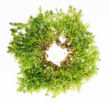 Water Wisteria The Hardiest Hygrophila_Hygrophila Difformis_Aquarium Plant_Aquarium Plants_Aquarium Plant For Sale