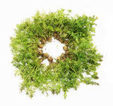 Water Wisteria The Hardiest Hygrophila_Hygrophila Difformis_Aquarium Plant_Aquarium Plants_Aquarium Plant For Sale