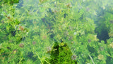 Water Wisteria The Hardiest Hygrophila_Hygrophila Difformis_Aquarium Plant_Aquarium Plants_Aquarium Plant For Sale