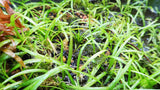 Dwarf Sagittaria Subulata (Easiest Foreground Plant) BF23 POTS ONLY