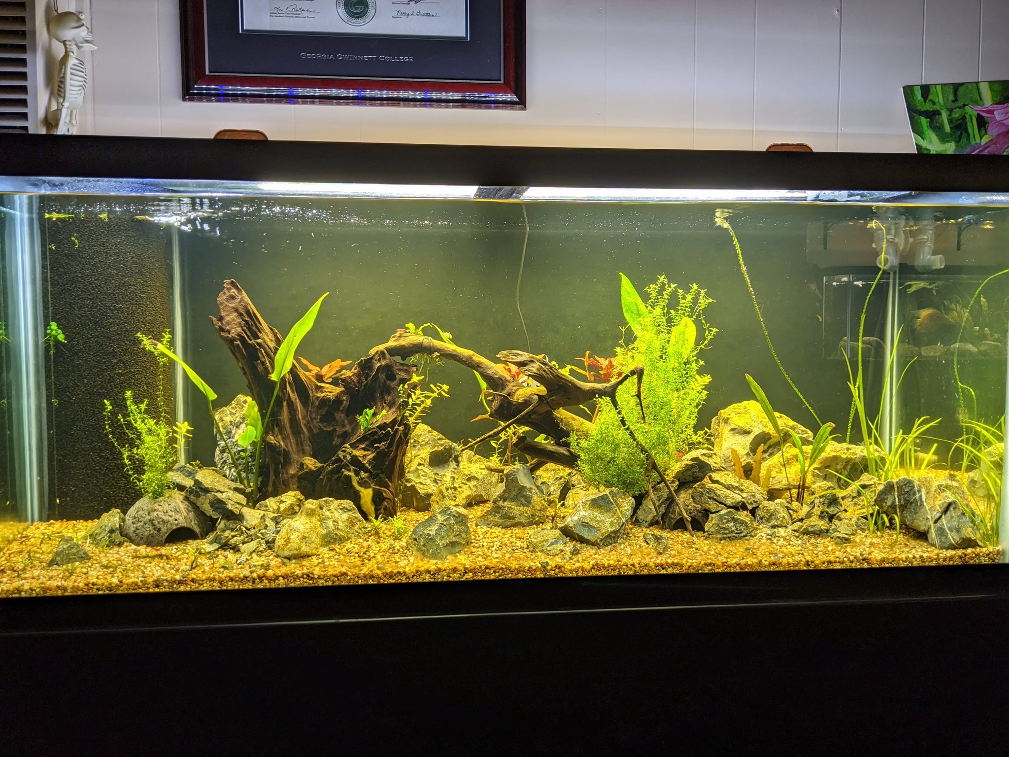 Dustin's Dirt Packs. (Aquarium Substrate, Our own Premier Substrate Mix) – DustinsFishtanks