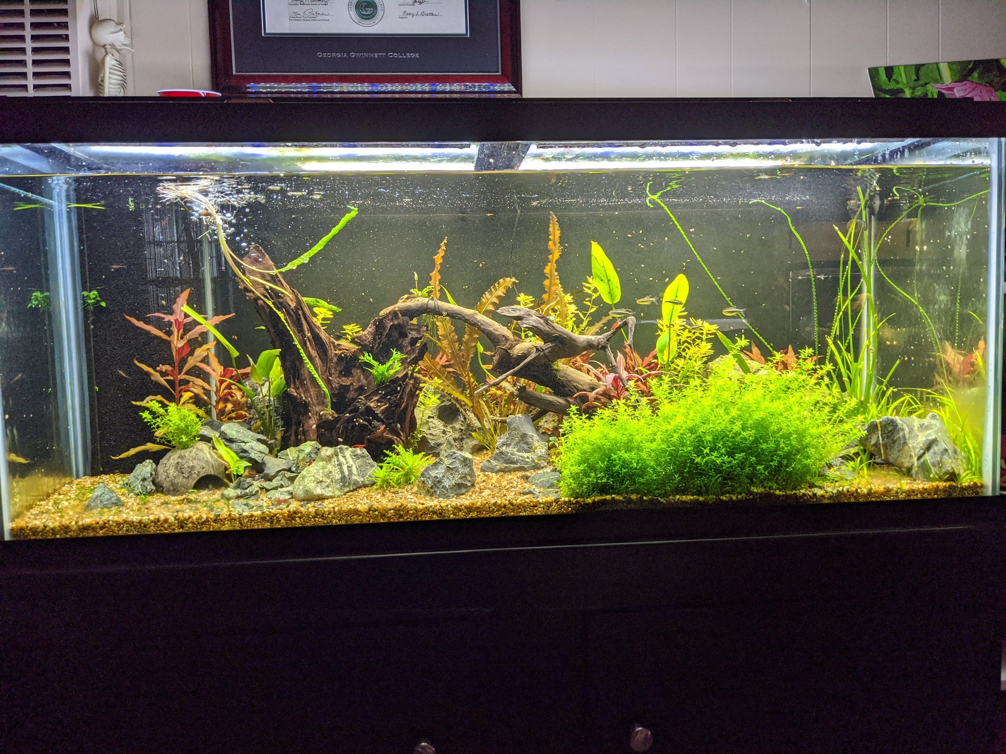 breede0r box dustins fish tanks Ziss Breeder The breeder box can also double up as an isolation area for aggressive or physically damaged fish. Dustin's - "Love my Wisteria!"