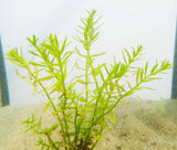 Rotala Rotundifolia Green Plant BF25