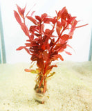 Ammania Gracilis (Thick RED Aquarium Plant) BF23