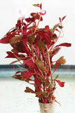 Ludwigia Peruensis_aquarium plant for sale_aquarium plants for sale