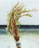 Ludwigia arcuata 'White' (Stunning Rare Plant)