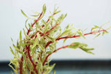Ludwigia arcuata 'White' (Stunning Rare Plant)
