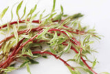 Ludwigia arcuata 'White' (Stunning Rare Plant)