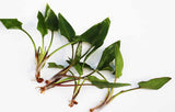 CRYPTOCORYNE MIOYA (Foreground Crypt)