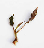 Cryptocoryne Tropica