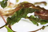 Cryptocoryne Tropica