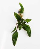CRYPTOCORYNE MIOYA (Foreground Crypt)