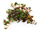 Ludwigia Glandulosa The ultimate mix of ease and color_aquarium plant for sale_aquarium plants