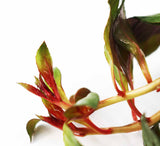 Ludwigia Glandulosa The ultimate mix of ease and color_aquarium plant for sale_aquarium plants