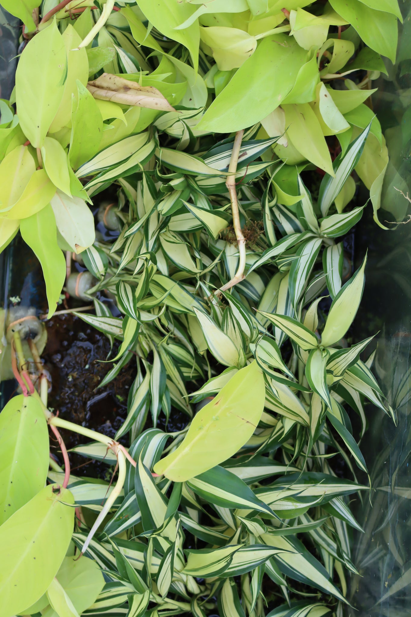 dracaena transvaalensis Dracaena Plant (fragrans) – DustinsFishtanks