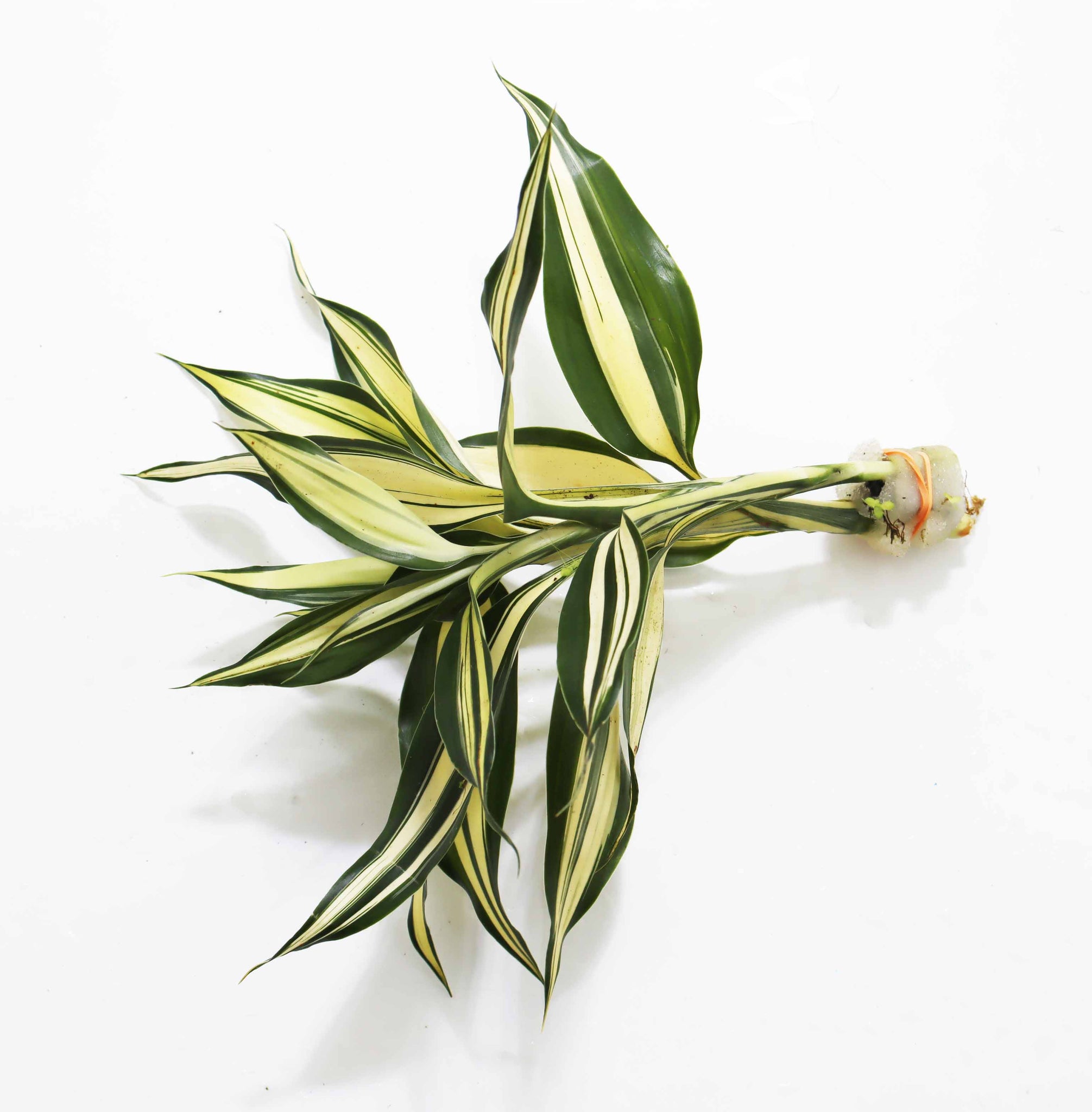 dracaena fragrans water Dracaena Plant (fragrans) – DustinsFishtanks