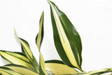 Dracaena Plant (fragrans)