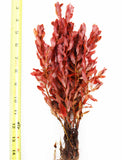 Ludwigia Inclinata (Wow Red) BF23
