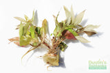 Hygrophila Corymbosa 'Compacta' (Super Easy Low Light Foreground Aquarium Plant)- BF25