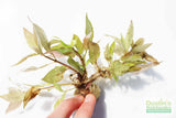 Hygrophila Corymbosa 'Compacta' (Super Easy Low Light Foreground Aquarium Plant)- BF25