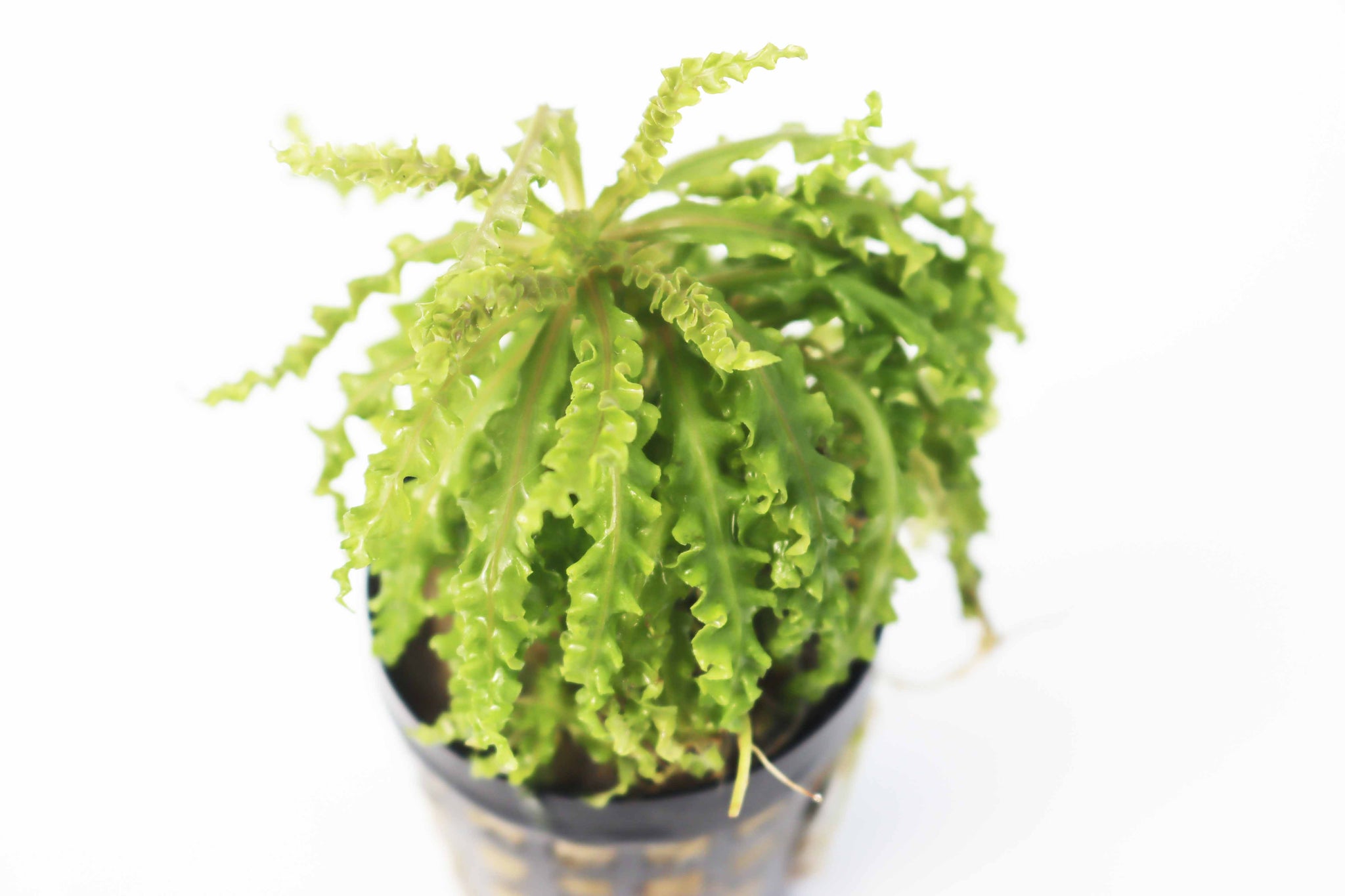 dr seuss succulent Pogostemon helferi AKA Dr Seuss Plant (Downoi) SALE – DustinsFishtanks
