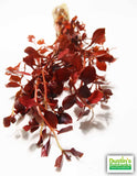 Ludwigia "Triple Red" Easy RED aquarium plant BF25