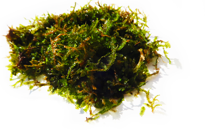 Floating Java Moss Balls – Live Aquarium Plant Decoration – Beginner Friendly – Buy 2 Get 1 Free (USA)
