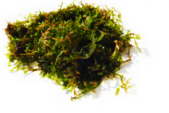 JAVA MOSS -SUPER EASY Low Light Aquarium Plant BF25