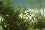 Weeping Moss Versicularia daubenyana