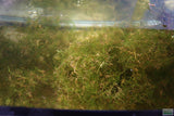 Weeping Moss Versicularia daubenyana