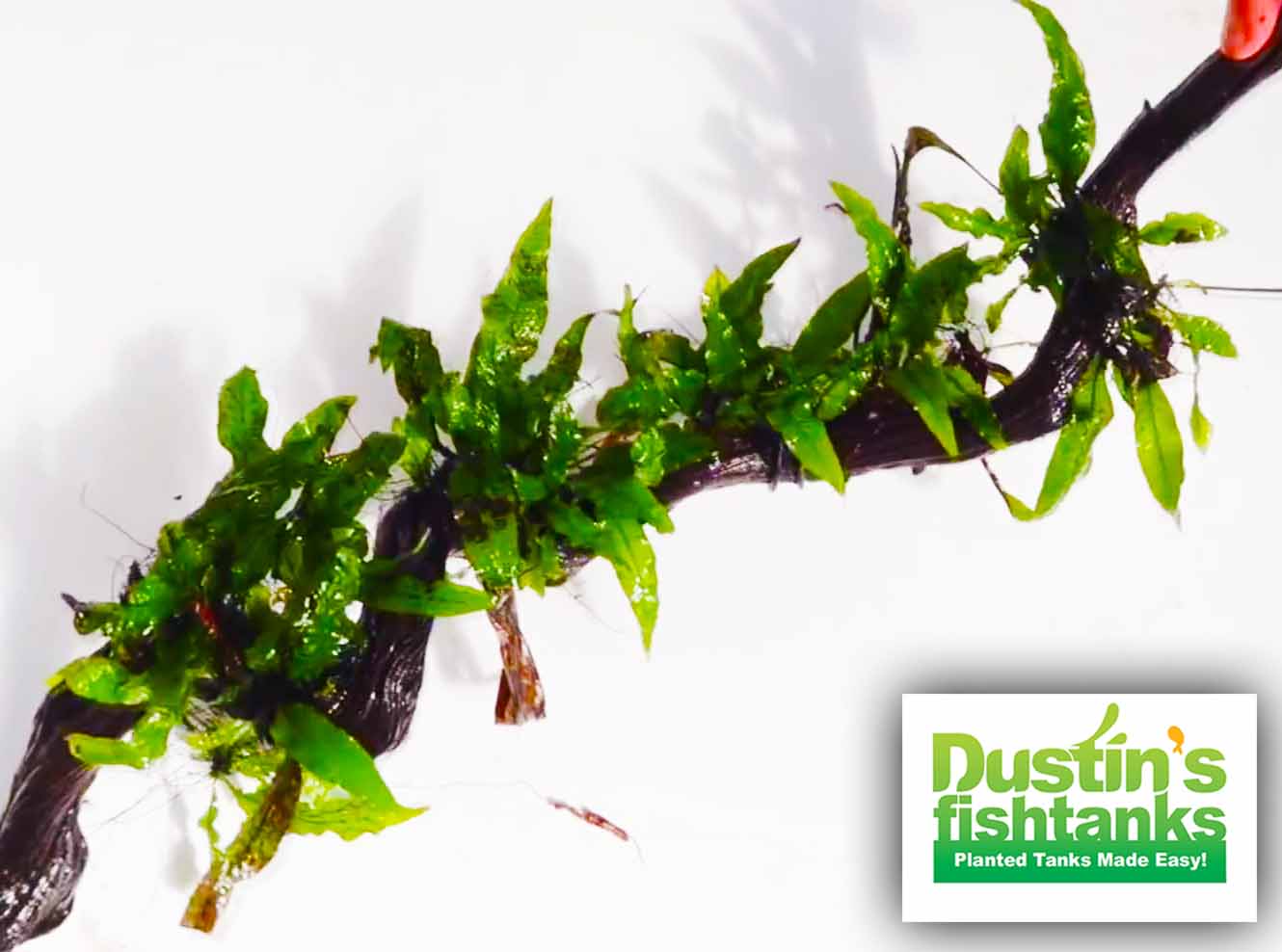 Java Fern Regrowth Java Fern. (Regular) 6 Inches – DustinsFishtanks