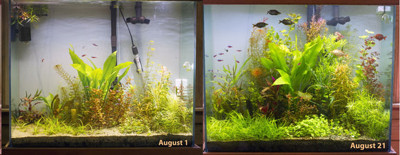 Wanted to show you how wonderful your light has been on my 75 g tall tank. Here's the before and after. The crazy part - I've only had your light on this tank for 3 weeks, and I've been trimming the plants like crazy during that time. I'm still wanting the background plants to grow in more, but give it another three weeks and this tank will look perfect. 