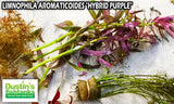 Limnophila Aromaticoides "Hybrid Purple"